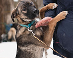 Собаки в Солнечногорске: Ласковая девочка в добрые руки Девочка, Бесплатно - фото 3