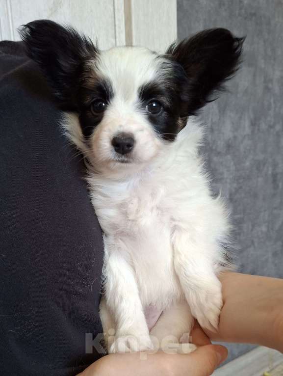 Собаки в Оренбурге: щенки папийона  Девочка, 80 000 руб. - фото 2