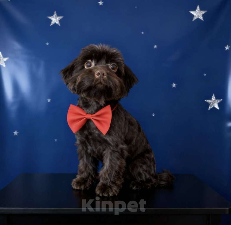 Собаки в Москве: Коричневый йорк девочка горький шоколад стандарт взрослая Девочка, 45 000 руб. - фото 2