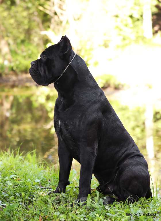 Собаки в Москве: Кобель Кане Корсо для вязки Мальчик, Бесплатно - фото 7