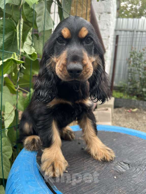 Собаки в других городах Ставропольского края: Английский Кокер спаниель  Мальчик, Бесплатно - фото 2