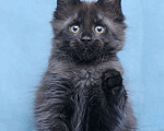 Кошки в Видном: Мейн-кун чёрная пантерочка Девочка, 60 000 руб. - фото 3
