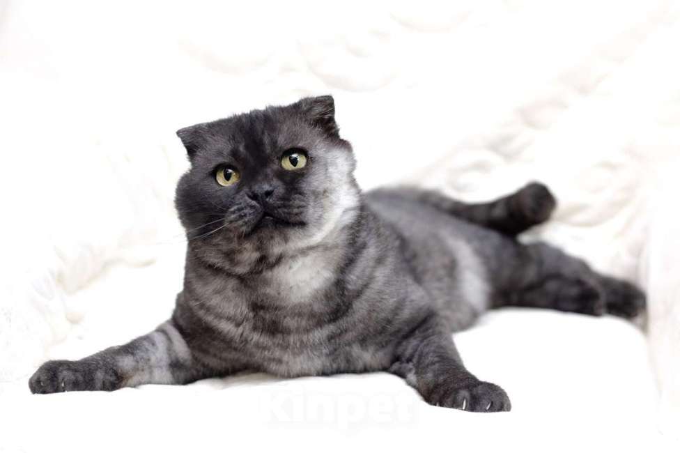 Кошки в Москве: Самый ласковый шотландский кот Герлен, окрас черный дым, в дар Мальчик, 1 руб. - фото 5