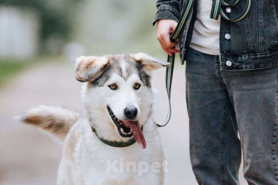 Собаки в Москве: Ярик в поисках дома Мальчик, Бесплатно - фото 9