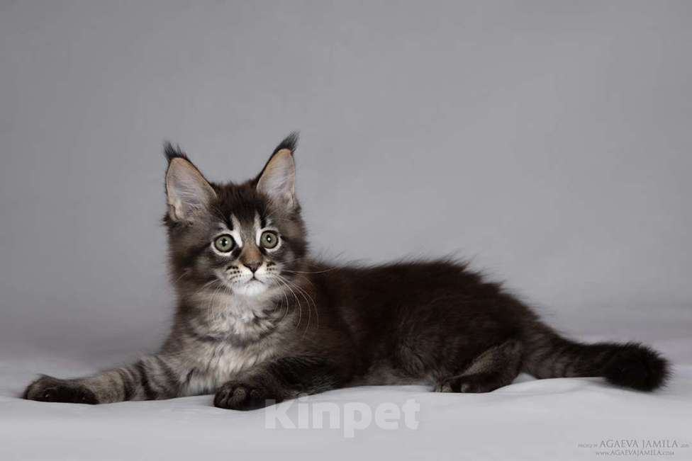 Кошки в Москве: Мейн-кун Зара маленькая пума Девочка, 55 000 руб. - фото 5