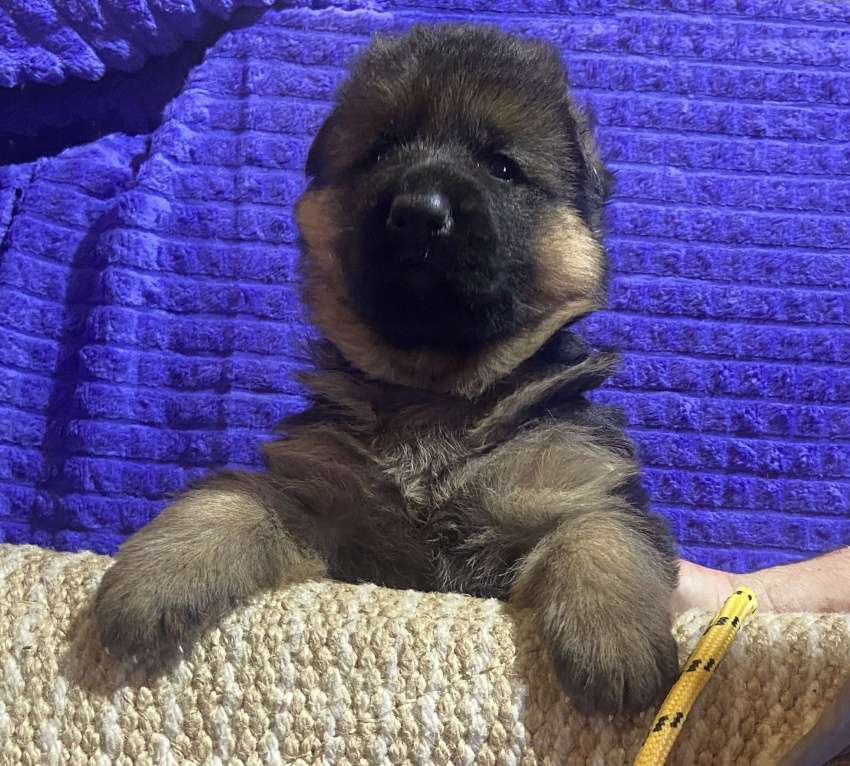 Собаки в Петрозаводске: Щенки немецкой овчарки от титулованных производителей. Разнополые, 80 000 руб. - фото 8