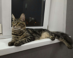Кошки в Нижнем Новгороде: Котята мейн-кун  Девочка, 12 000 руб. - фото 3