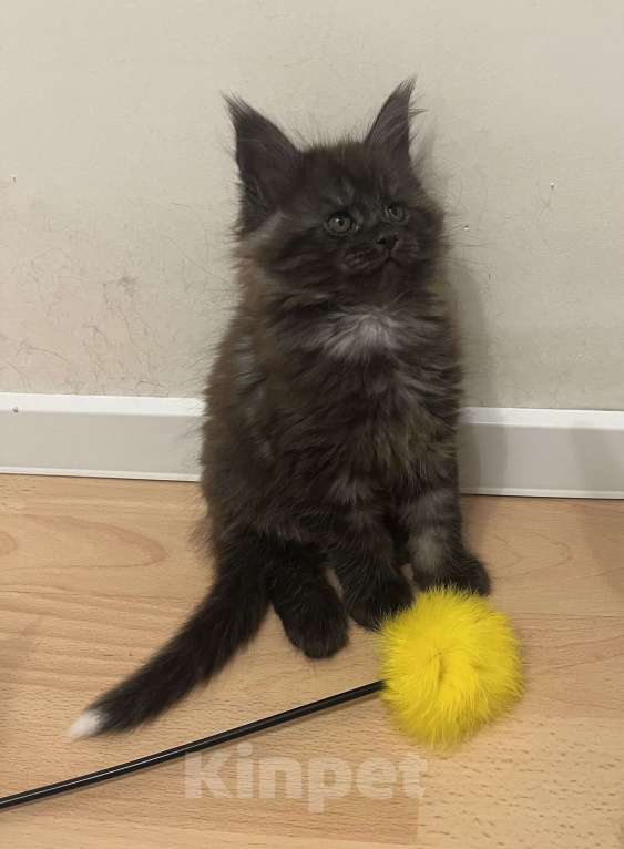 Кошки в Санкт-Петербурге: Билли Мальчик, Бесплатно - фото 1