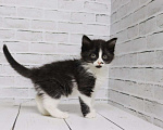 Кошки в Люберцах: котята в добрые руки Девочка, Бесплатно - фото 5