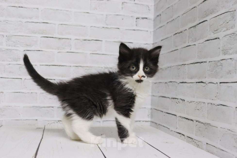 Кошки в Люберцах: котята в добрые руки Девочка, Бесплатно - фото 5