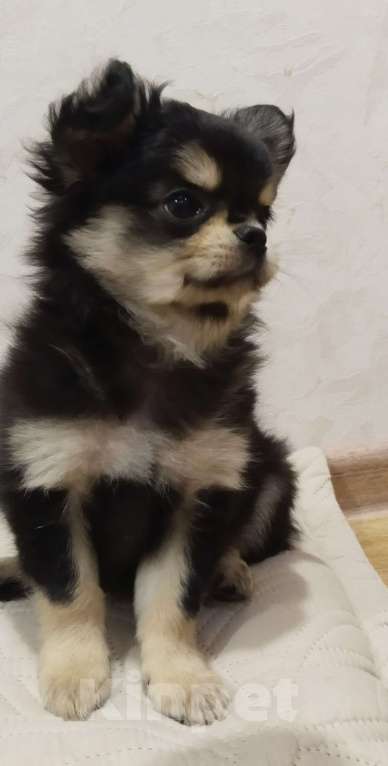 Собаки в Подольске: Щенок чихухуа Мальчик, 40 000 руб. - фото 2