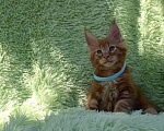 Кошки в Иркутске: Котенок мейн-кун. Мальчик, 35 000 руб. - фото 2