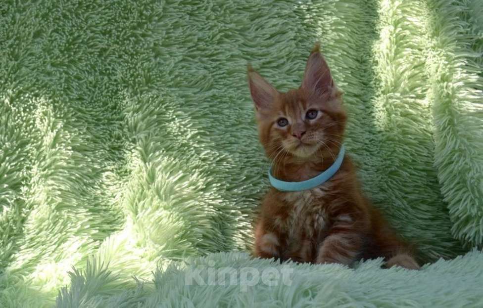 Кошки в Иркутске: Котенок мейн-кун. Мальчик, 35 000 руб. - фото 2