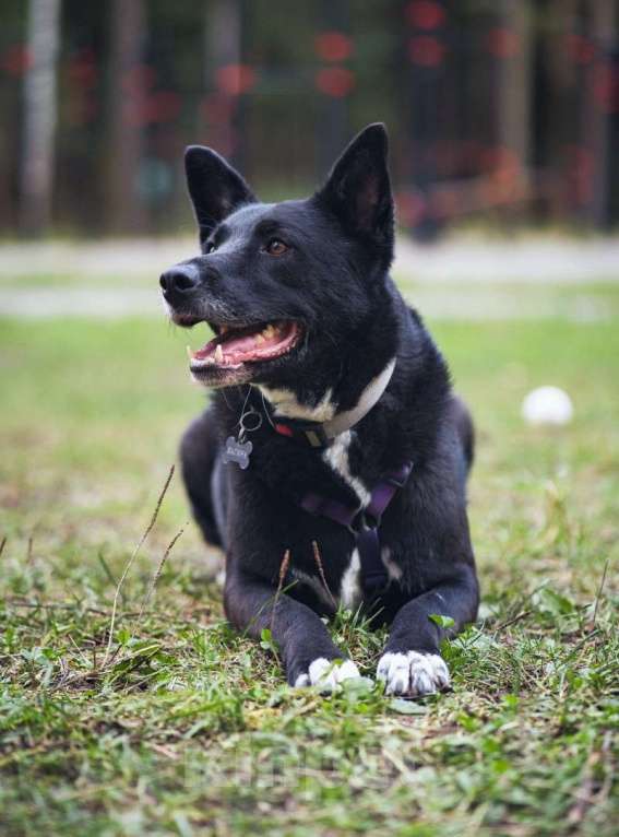 Собаки в Москве: Ищем дом для спасенной доброй собаки Багиры Девочка, 1 руб. - фото 7