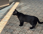 Кошки в Королеве: котенок Шмель ищет дом Девочка, Бесплатно - фото 7