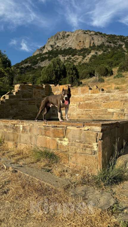 Собаки в Балашихе: Американский стаффордширский терьер Мальчик, Бесплатно - фото 6