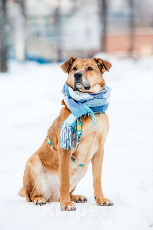 Собаки в Москве: Шикарный Джек ищет дом Мальчик, Бесплатно - фото 8