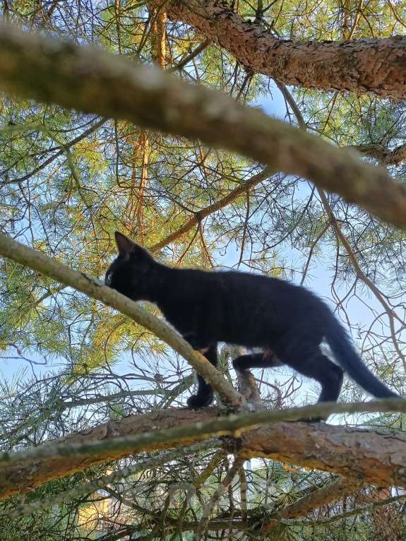 Кошки в других городах Ленинградской области: Чародейка бурая &quot;шоколад&quot; Девочка, Бесплатно - фото 5