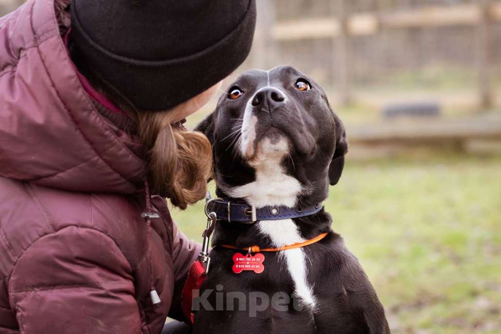Собаки в Москве: Бывшедомашняя собака в приюте, ищет дом Девочка, Бесплатно - фото 3