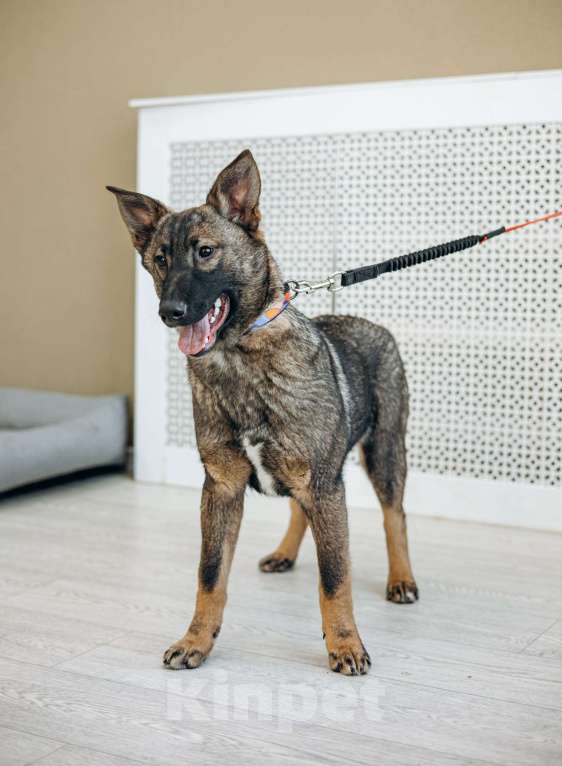 Собаки в Москве: Щенок бесплатно в Москве Девочка, Бесплатно - фото 6