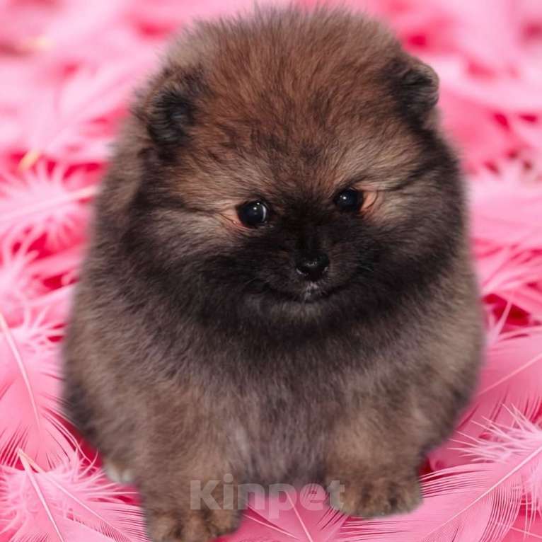 Собаки в Москве: Шпиц мальчик Мальчик, 40 000 руб. - фото 7