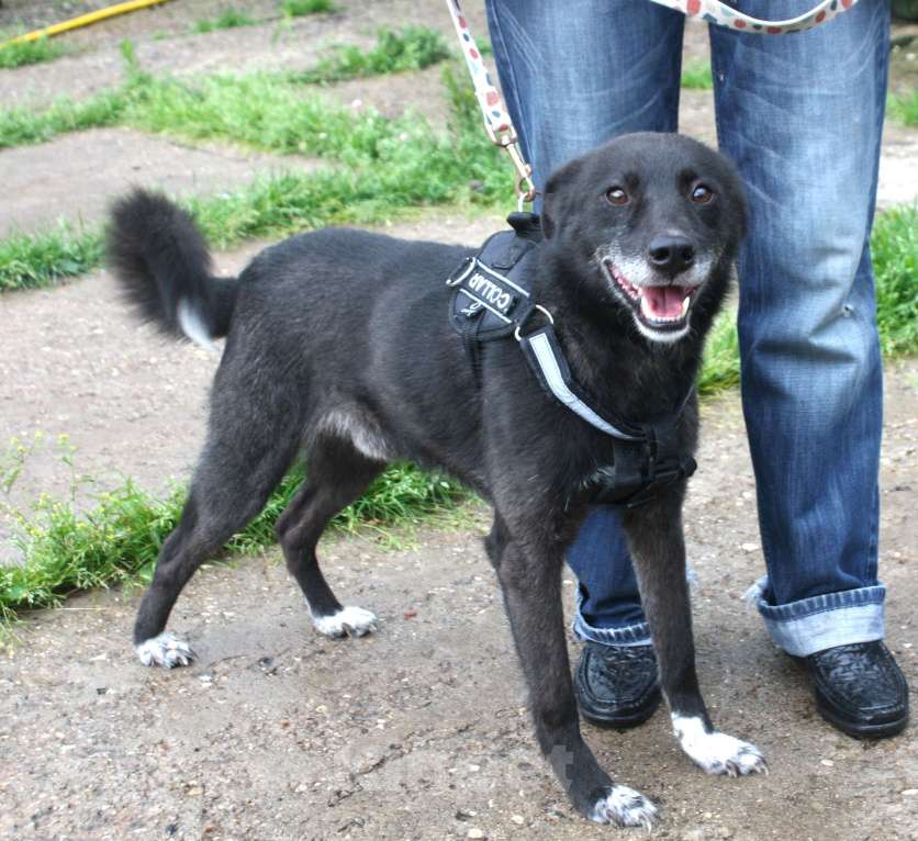 Собаки в Москве: Жизнерадостный собака-улыбака Гек мечтает о родном доме и любимой семье! Мальчик, Бесплатно - фото 5