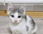 Кошки в Нижнем Новгороде: Котёнок Микки в добрые руки  Мальчик, 50 руб. - фото 1