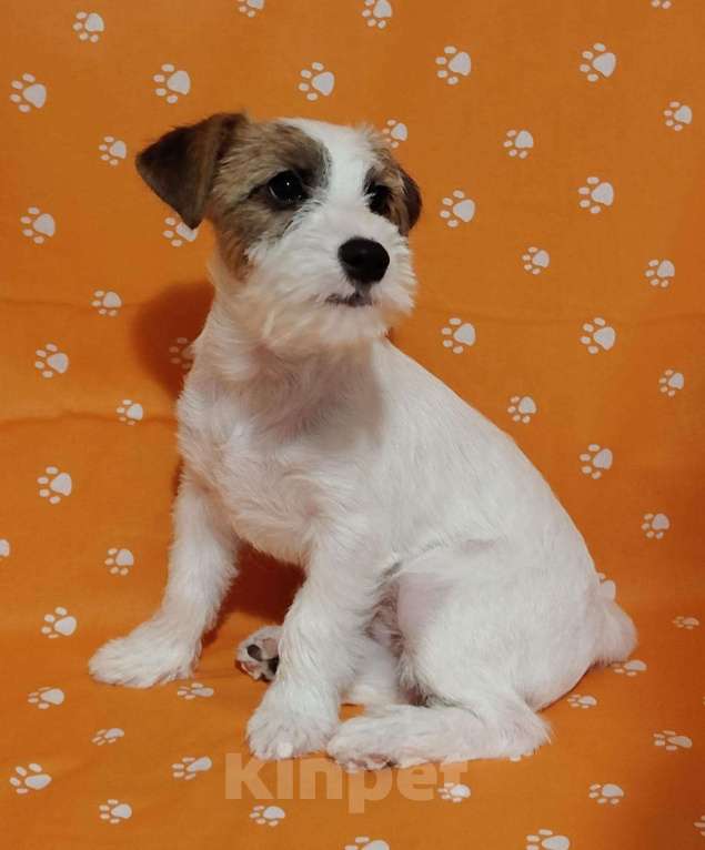 Собаки в Нижнем Новгороде: Щенки породы джек-рассел-терьер Девочка, Бесплатно - фото 2