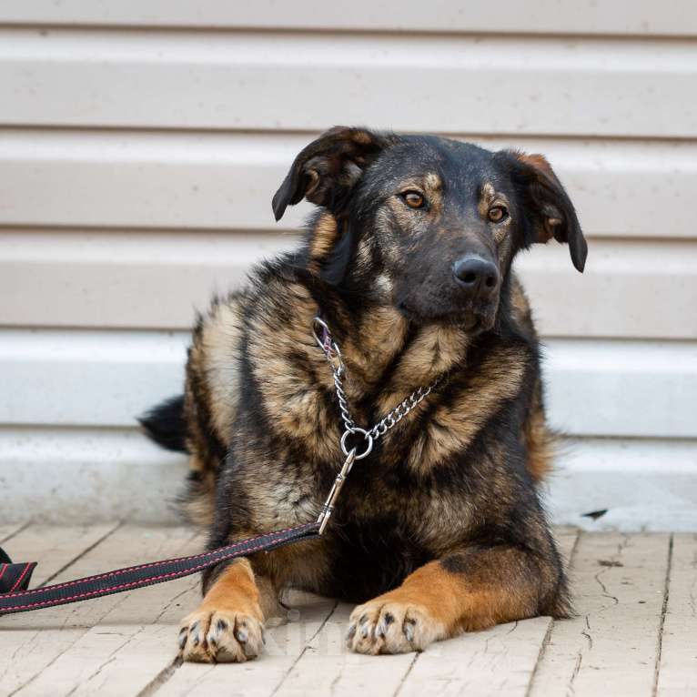Собаки в Москве: Юна. Собака с потрясающим характером Девочка, Бесплатно - фото 5