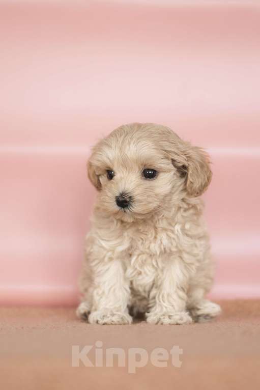 Собаки в Санкт-Петербурге: Зефирка Мальтипу ф1 Девочка  Девочка, 200 000 руб. - фото 2