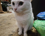 Кошки в Ельце: Кошечки Елец Девочка, Бесплатно - фото 3