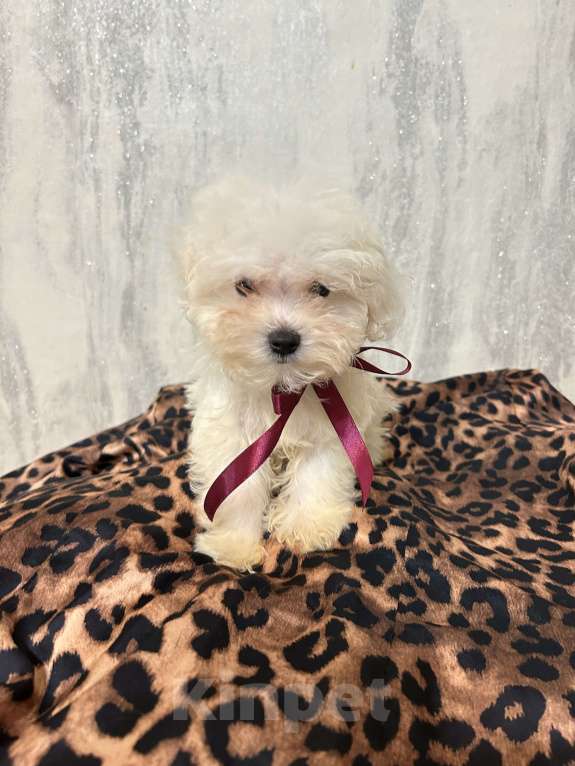 Собаки в Москве: Мальтипу бейби фейс микро Девочка, 65 000 руб. - фото 2