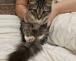 Кошки в Рязани: Отдам даром в добрые руки молодую кошку причина переезд в том месте нельзя с животными Девочка, 1 руб. - фото 1