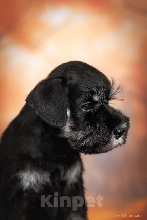 Собаки в Самаре: Щенки цвергшнауцера Девочка, 65 000 руб. - фото 2