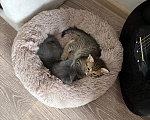 Кошки в Саратове: Котята в добрые руки Девочка, Бесплатно - фото 4