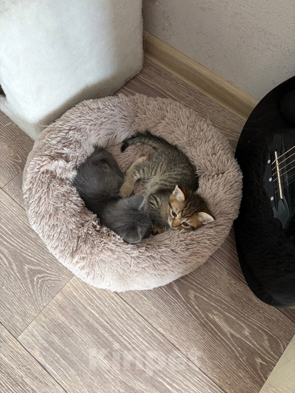 Кошки в Саратове: Котята в добрые руки Девочка, Бесплатно - фото 4