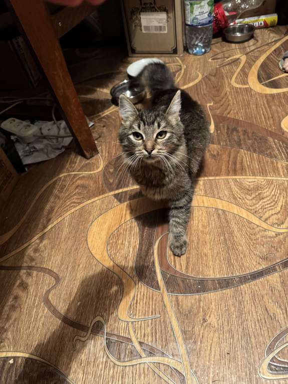 Кошки в Москве: Кошечка Крошка в добрые руки Девочка, Бесплатно - фото 5