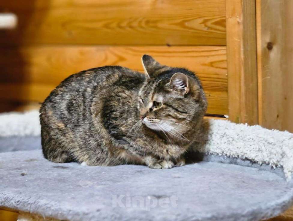 Кошки в Москве: Фортуна — кошечка, у которой практически нет шансов обрести семью...  Девочка, Бесплатно - фото 2