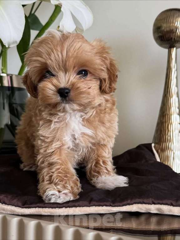 Собаки в Казани: Мальтипу, щенок Девочка, 180 000 руб. - фото 3