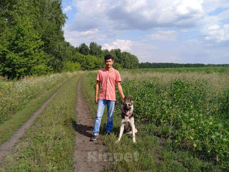 Собаки в Москве: Отдам в сильные руки Мальчик, 1 руб. - фото 1