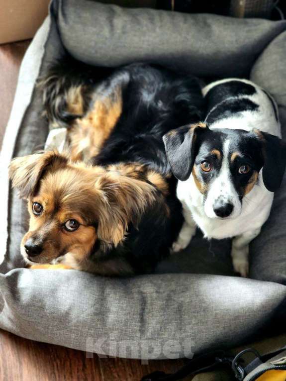 Собаки в Москве: Привет :) Я Бильбо Мальчик, Бесплатно - фото 6