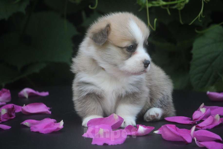 Собаки в других городах Московской области: Гуль-Дара Жасмина Девочка, Бесплатно - фото 4