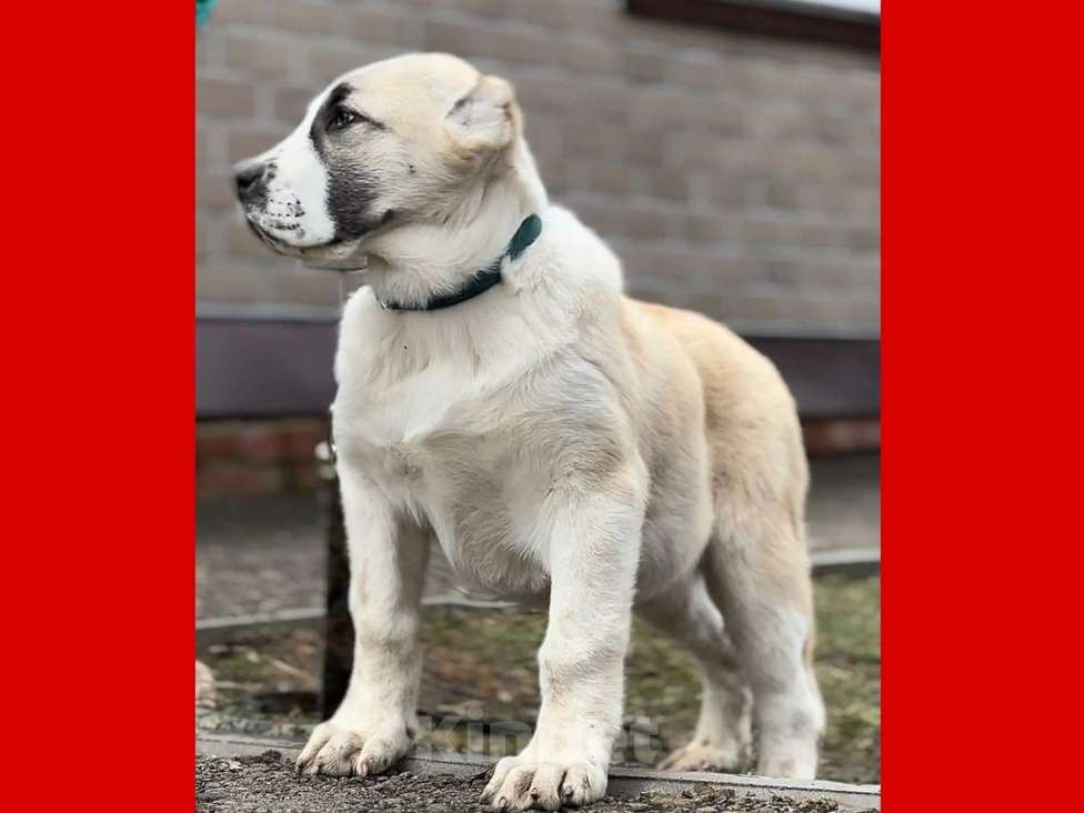 Собаки в Москве: Щенок Среднеазиатской овчарки Девочка, Бесплатно - фото 1