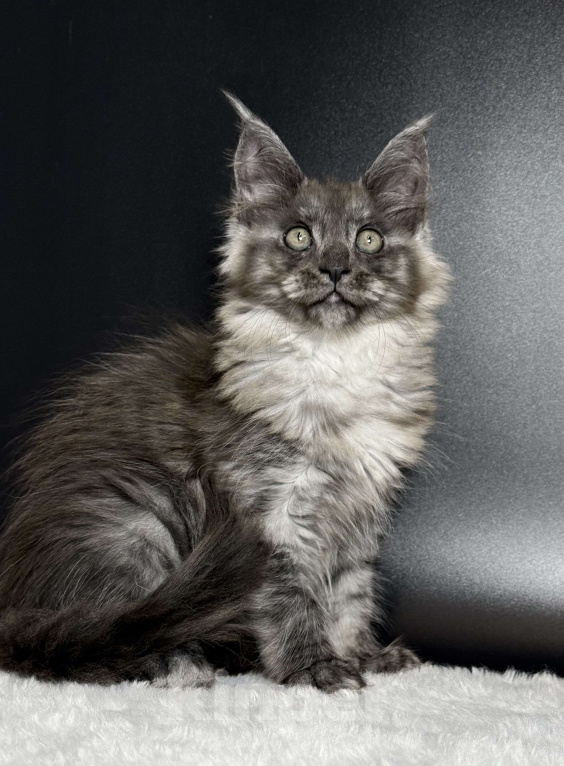 Кошки в других городах Московской области: Дымчатая красотка Девочка, 50 000 руб. - фото 4