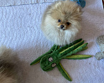 Собаки в Улане-Удэ: Мальчик померанского шпица Мальчик, 50 000 руб. - фото 2