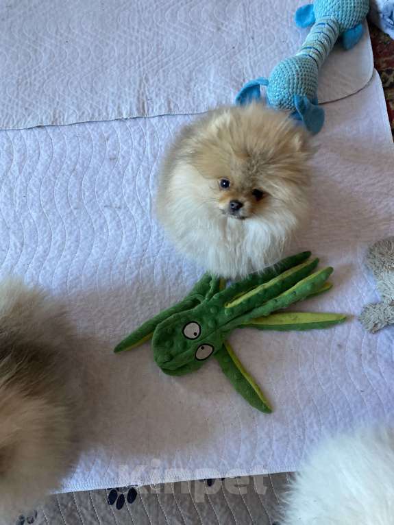 Собаки в Улане-Удэ: Мальчик померанского шпица Мальчик, 50 000 руб. - фото 2