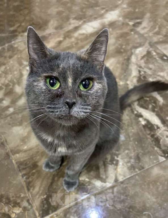 Кошки в Москве: Масяня, ласковая мурлыка, маленькая и забавная кошечка с зелеными глазами в добрые руки. Девочка, 10 руб. - фото 5