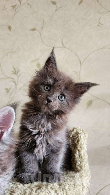 Кошки в Самаре: Котята Мейн-кун Разнополые, 20 000 руб. - фото 8