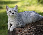 Кошки в Москве: Британский котенок Мальчик, 15 000 руб. - фото 2