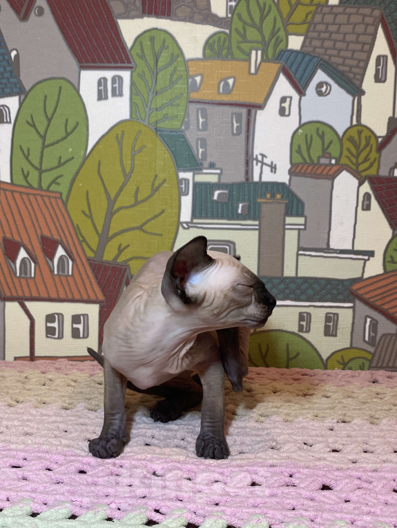 Кошки в Москве: Топовый котёнок канадского сфинкса Девочка, 45 000 руб. - фото 3